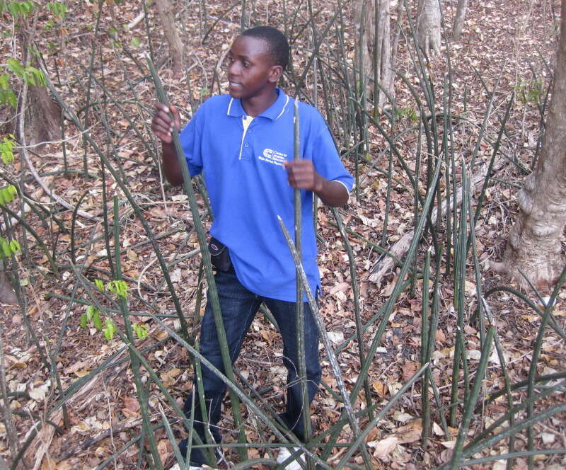 Image of Sansevieria fischeri (Baker) Marais