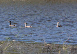 Image of Australasian Grebe