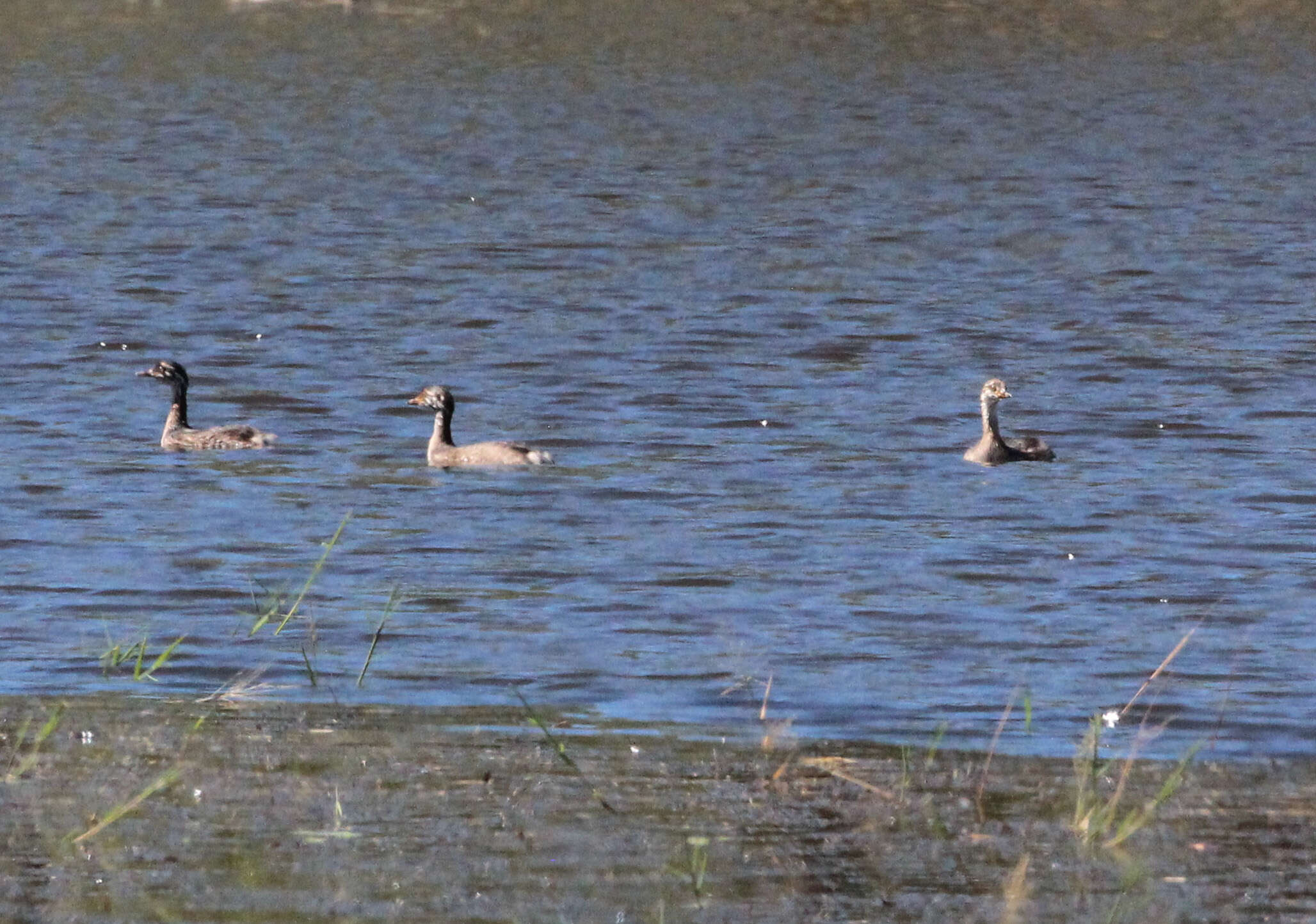 Image of Australasian Grebe