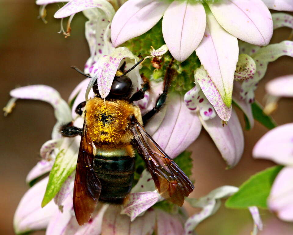 Image of carpenter bee