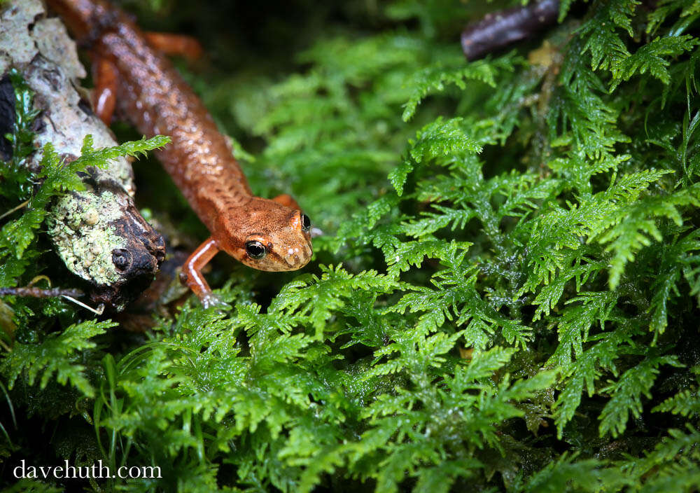 Image of Pygmy Salamander