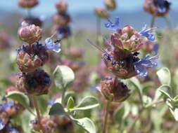 Image of purple sage