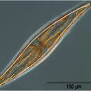 Image of Pleurosigma strigosum