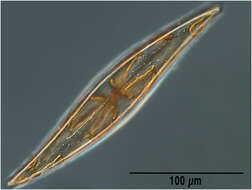 Слика од Pleurosigma strigosum