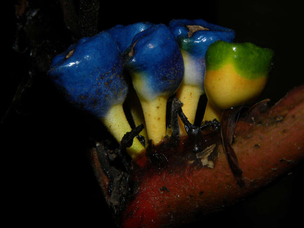 Image of Heliconia osaensis Cufod.