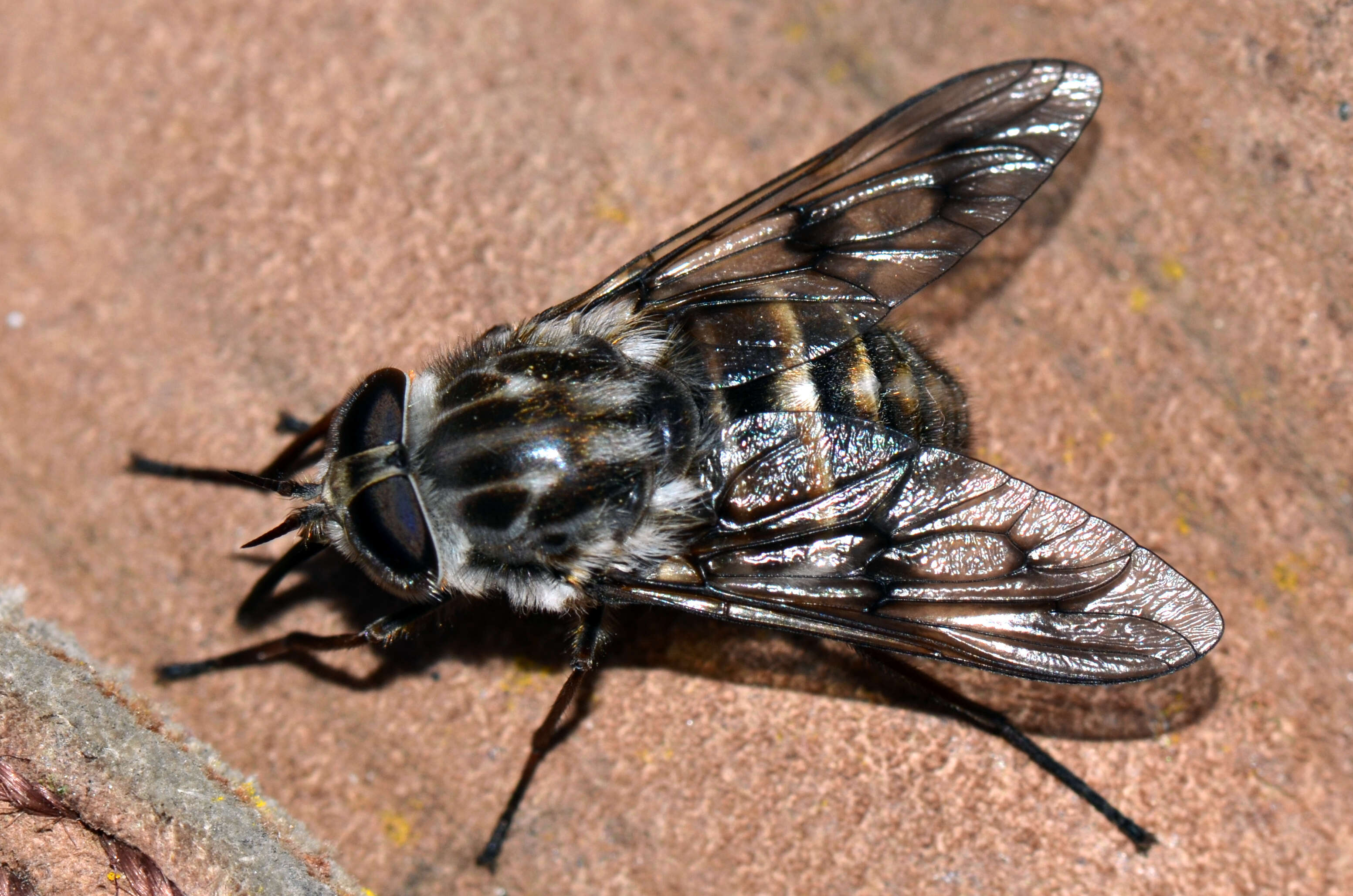 Image of Tabanidae