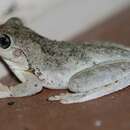 Image of Emerald Spotted Treefrog