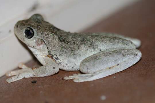 Image of Australiasian treefrogs