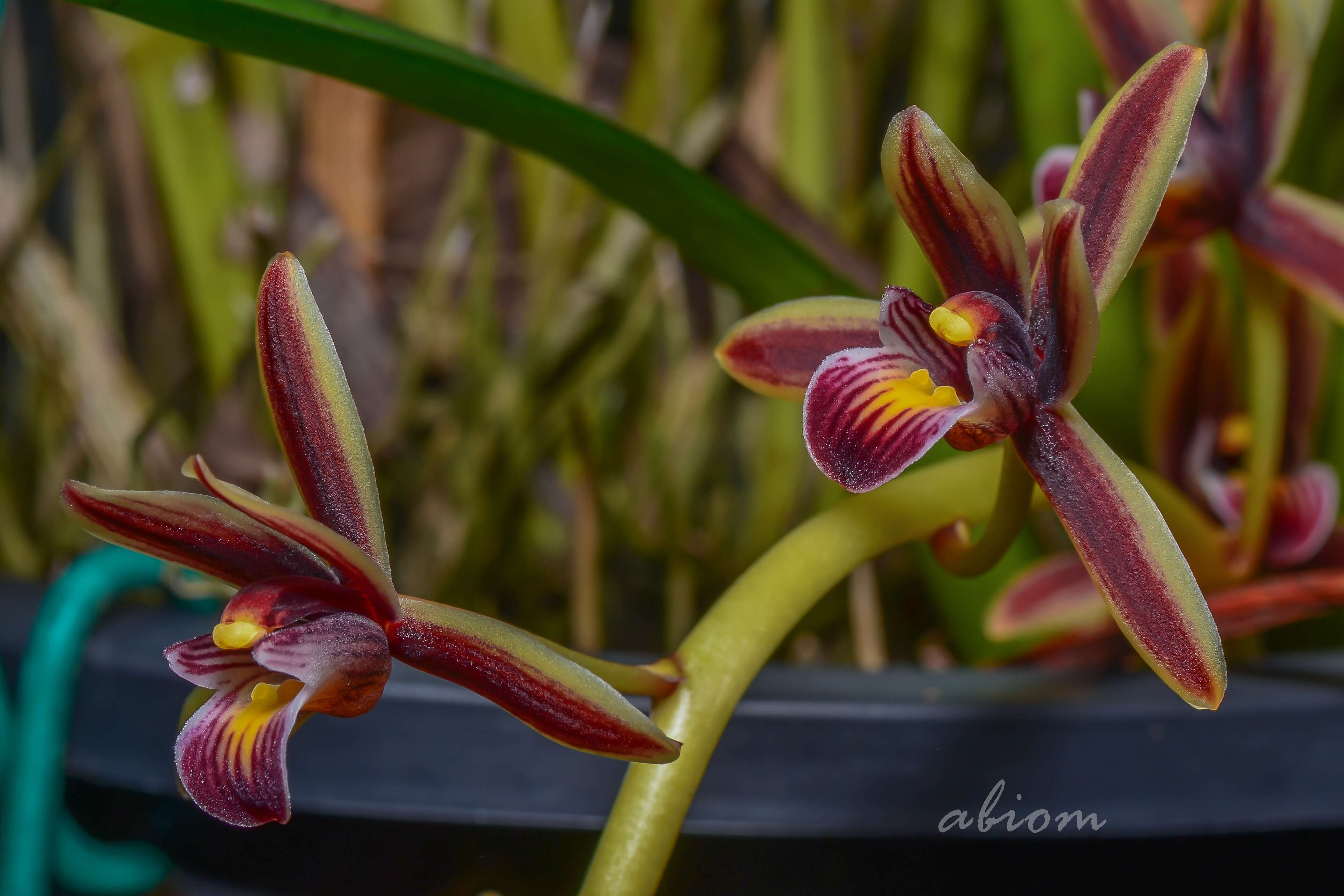 Слика од Cymbidium aloifolium (L.) Sw.