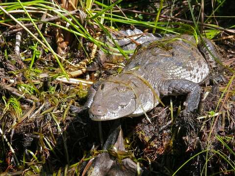 Image of Belize Crocodile