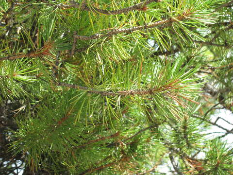 Image of Pine