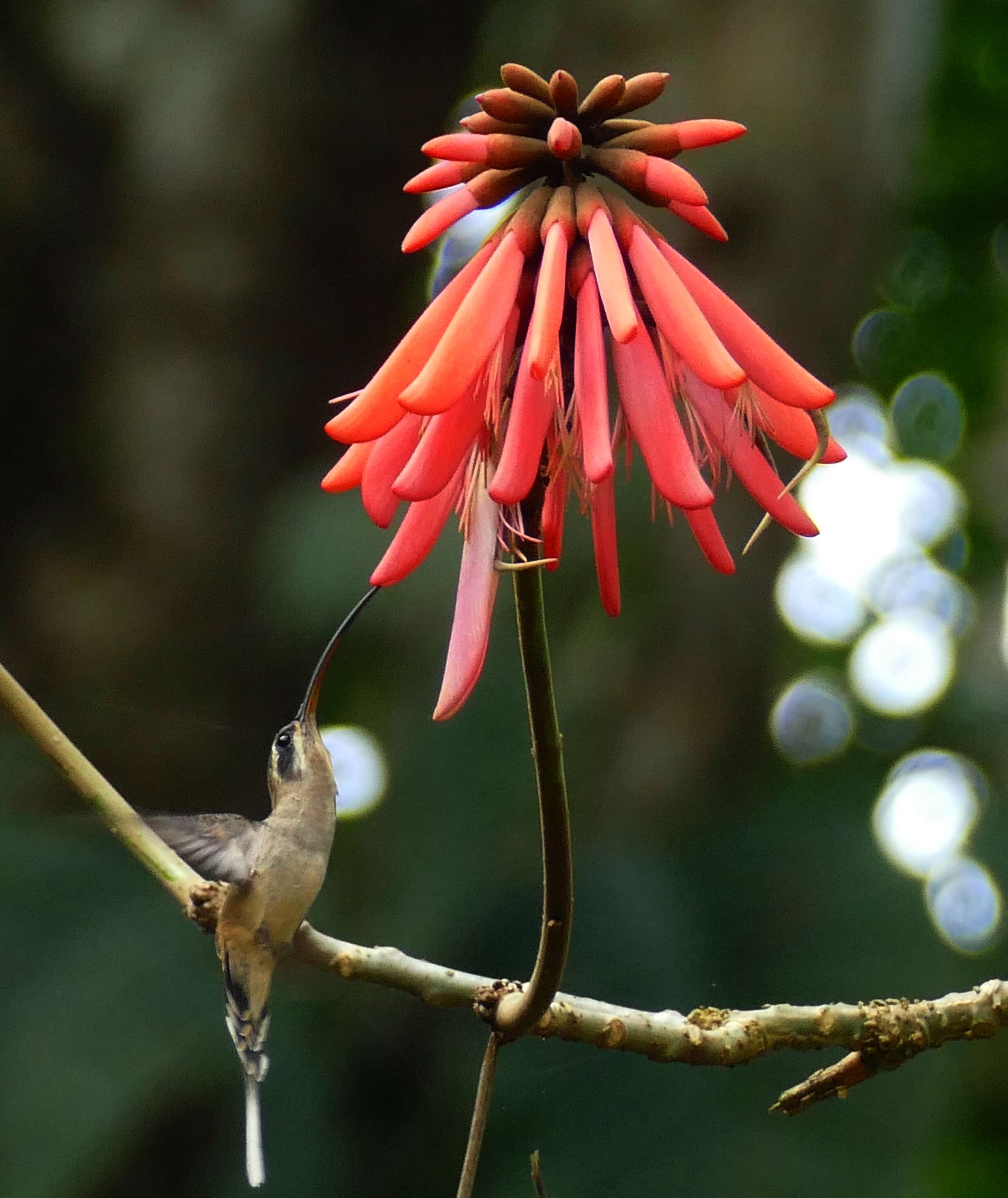 Image of Long-billed Hermit