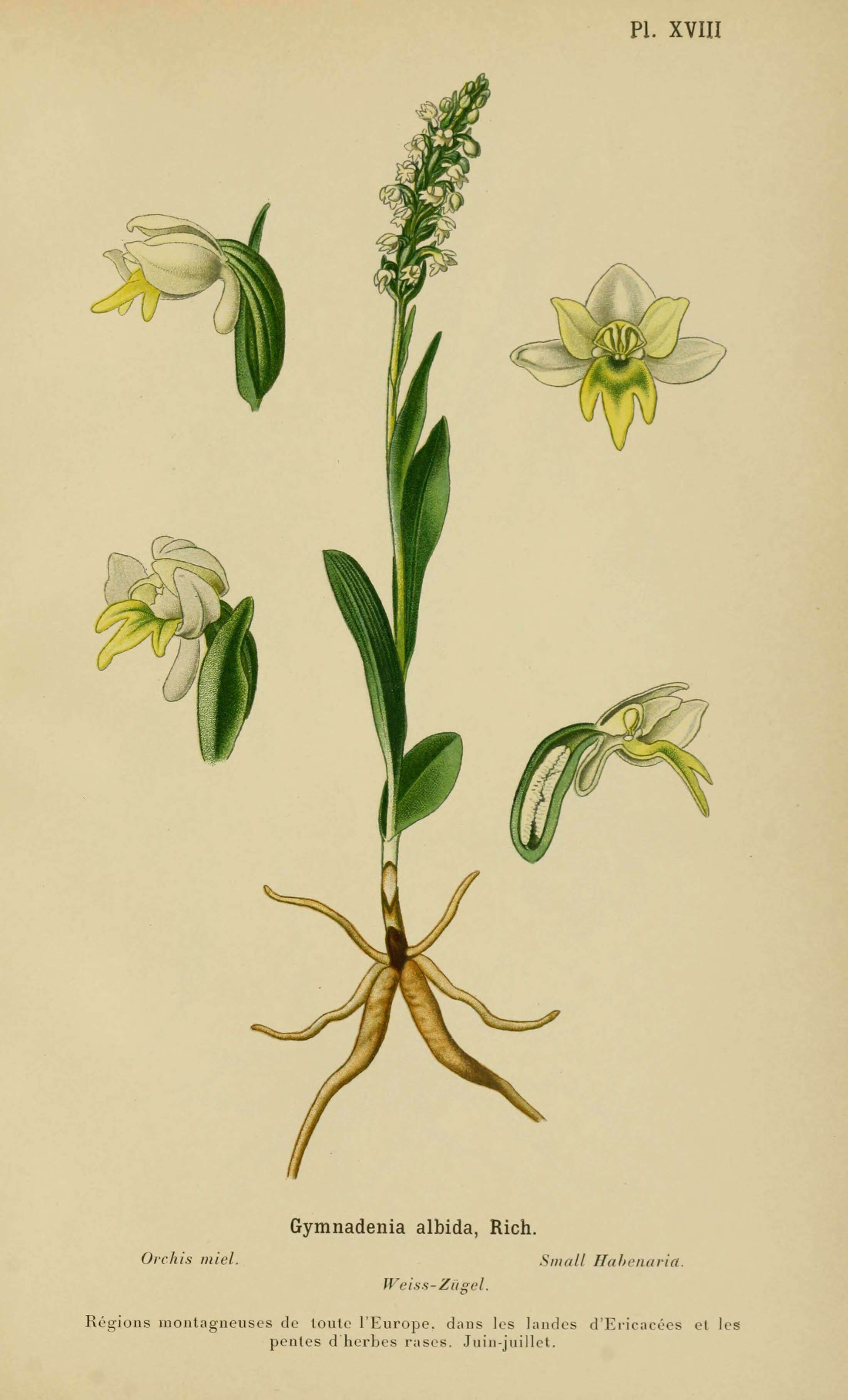 Image of Bog orchid