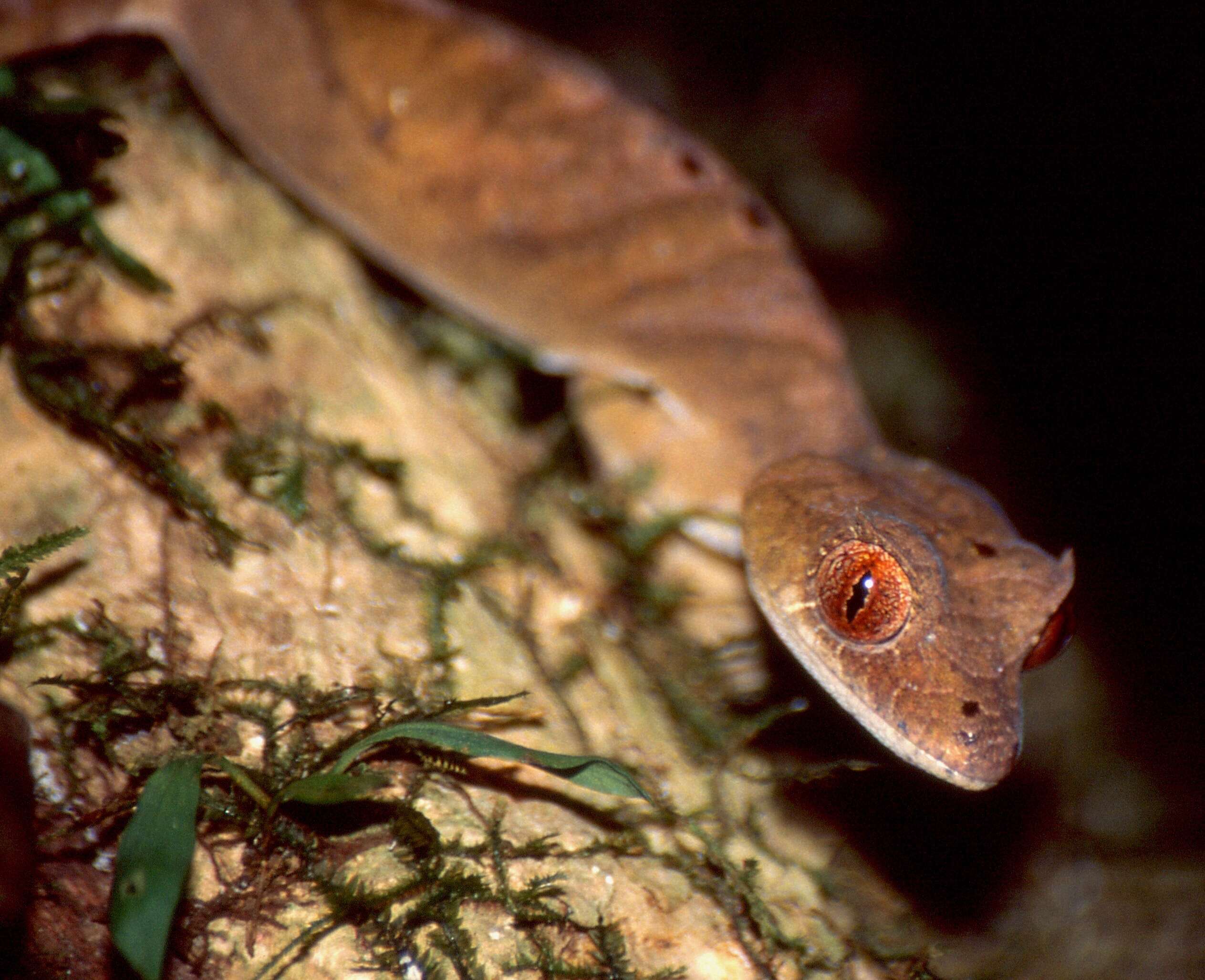 Sivun Uroplatus Duméril 1806 kuva