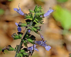 Imagem de Salvia lyrata L.