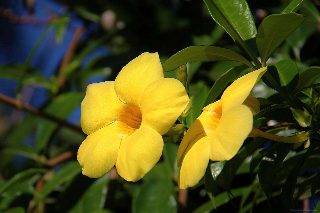 Image of Golden Trumpet or Buttercup Flower