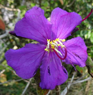 Image of Dissotidendron melleri (Hook. fil.) Ver.-Lib. & G. Kadereit