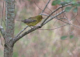 Image of Prairie Warbler