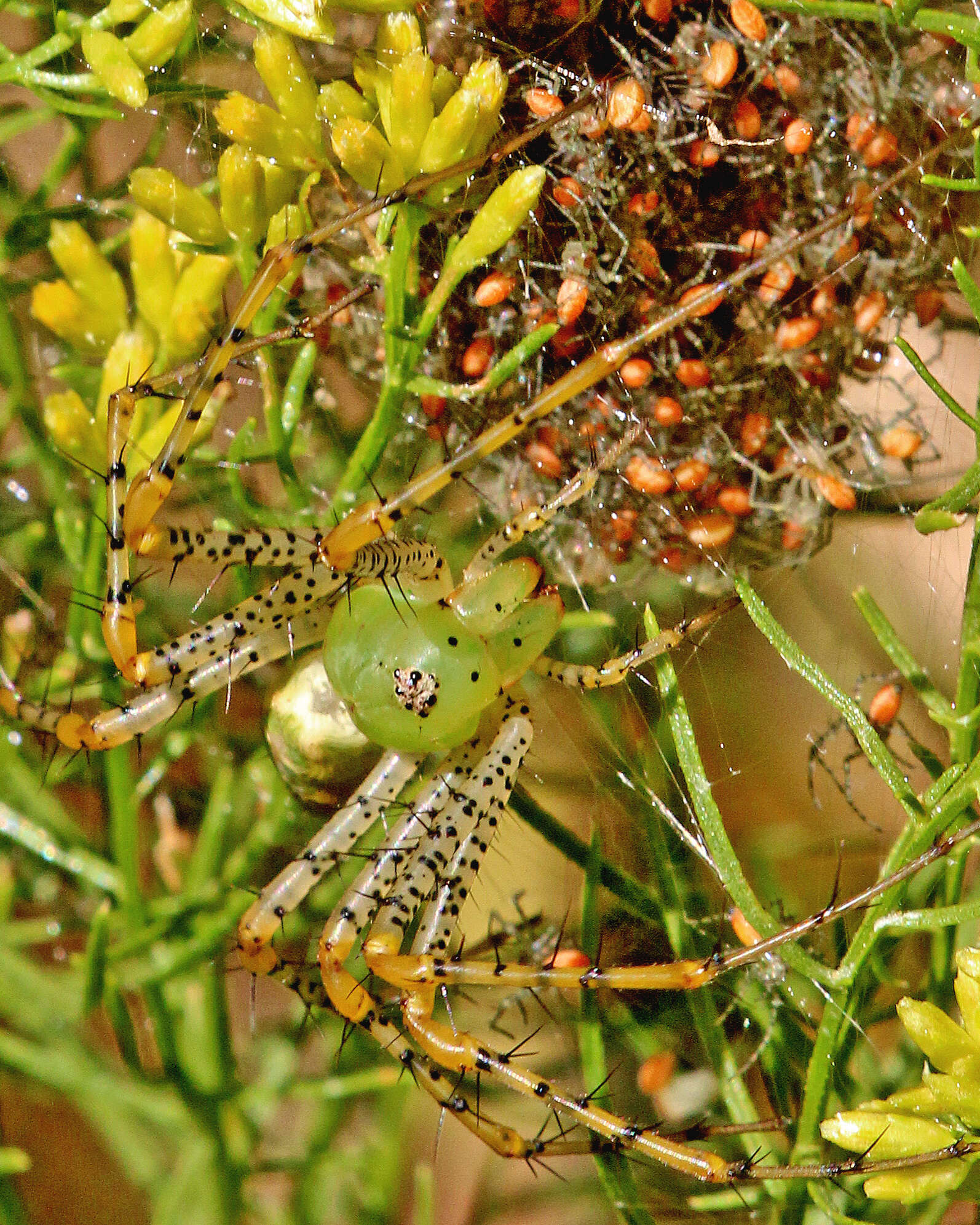 Image of Peucetia