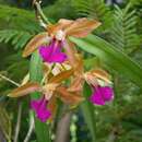 Image of Cattleya bicolor subsp. brasiliensis Fowlie