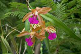 Imagem de Cattleya bicolor subsp. brasiliensis Fowlie