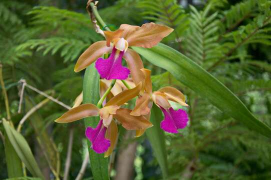 Image of Bicolored Cattleya