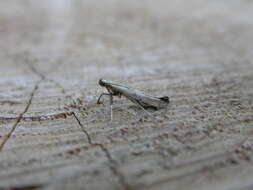 Image of Caloptilia betulicola (M. Hering 1928)