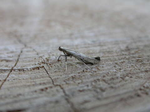 Image of Caloptilia betulicola (M. Hering 1928)