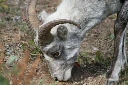 Image of Stone sheep