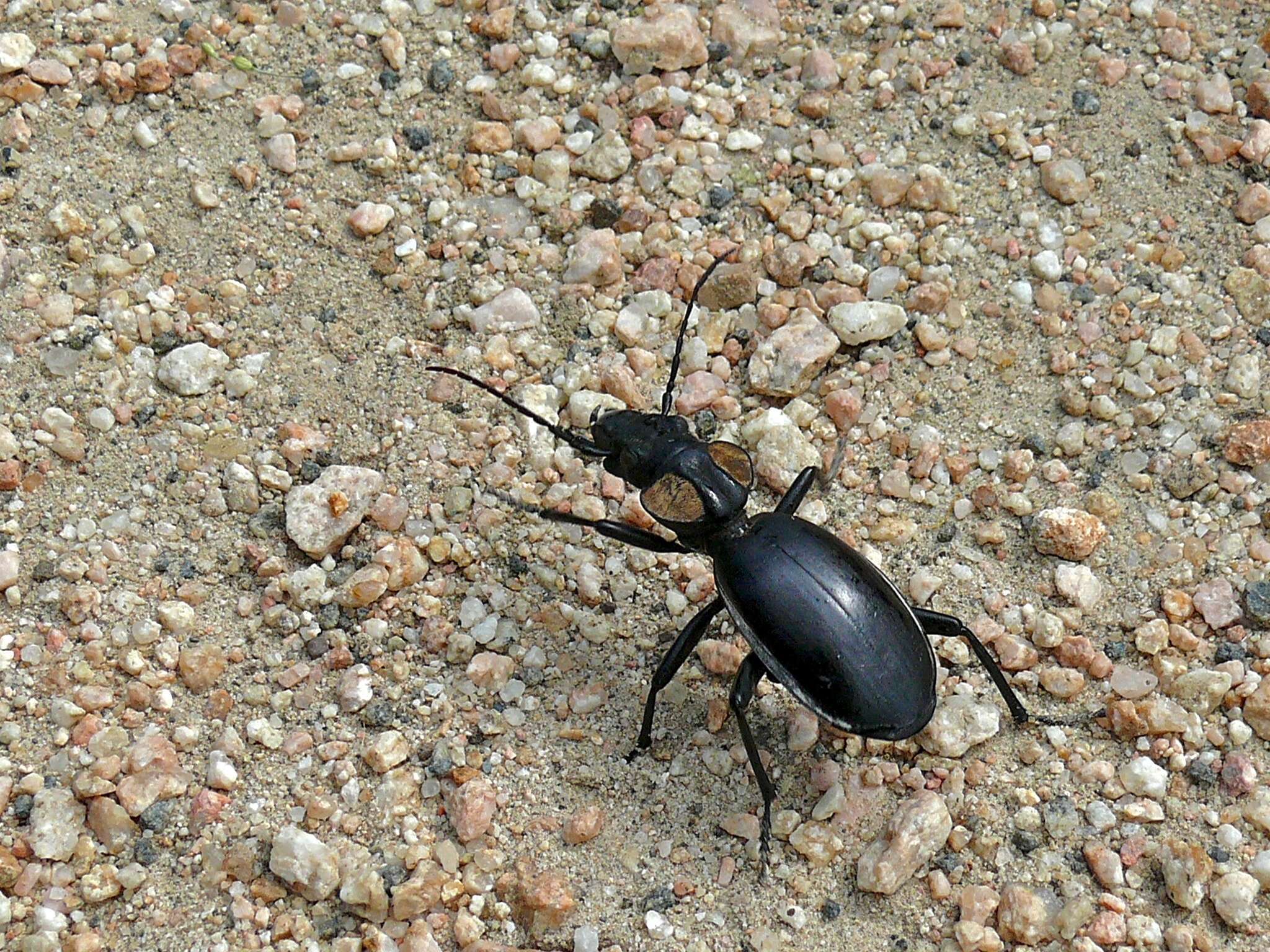 Image of Anthia (Anthia) thoracica (Thunberg 1784)