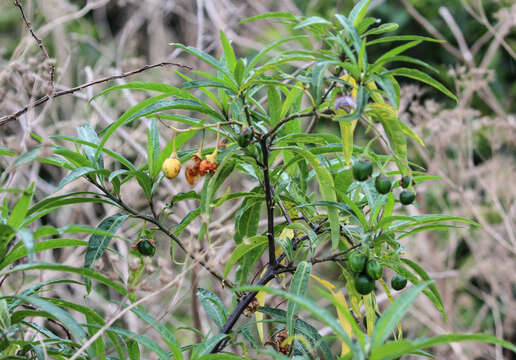 Image of Large Kangaroo Apple