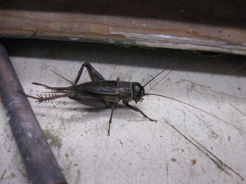 Image of Field Crickets