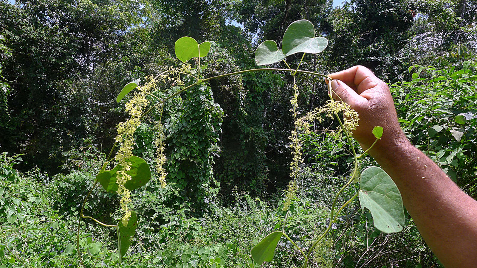 Image of Cissampelos andromorpha DC.