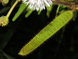 Image of sensitive plant