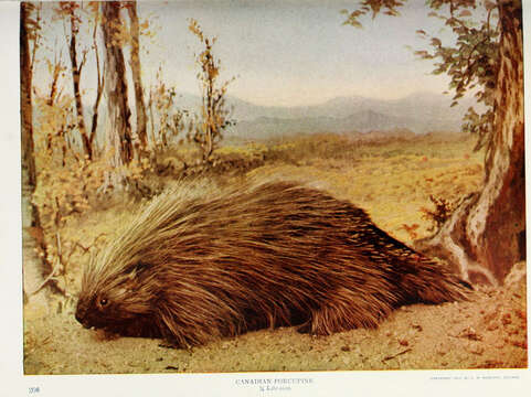 Image of North American porcupine