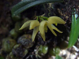 Imagem de Bulbophyllum maskeliyense Livera