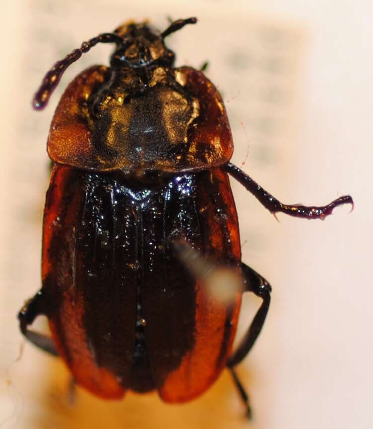 Image of Silpha (Silpha) longicornis Portevin 1926