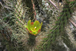 Image de Cylindropuntia californica var. californica