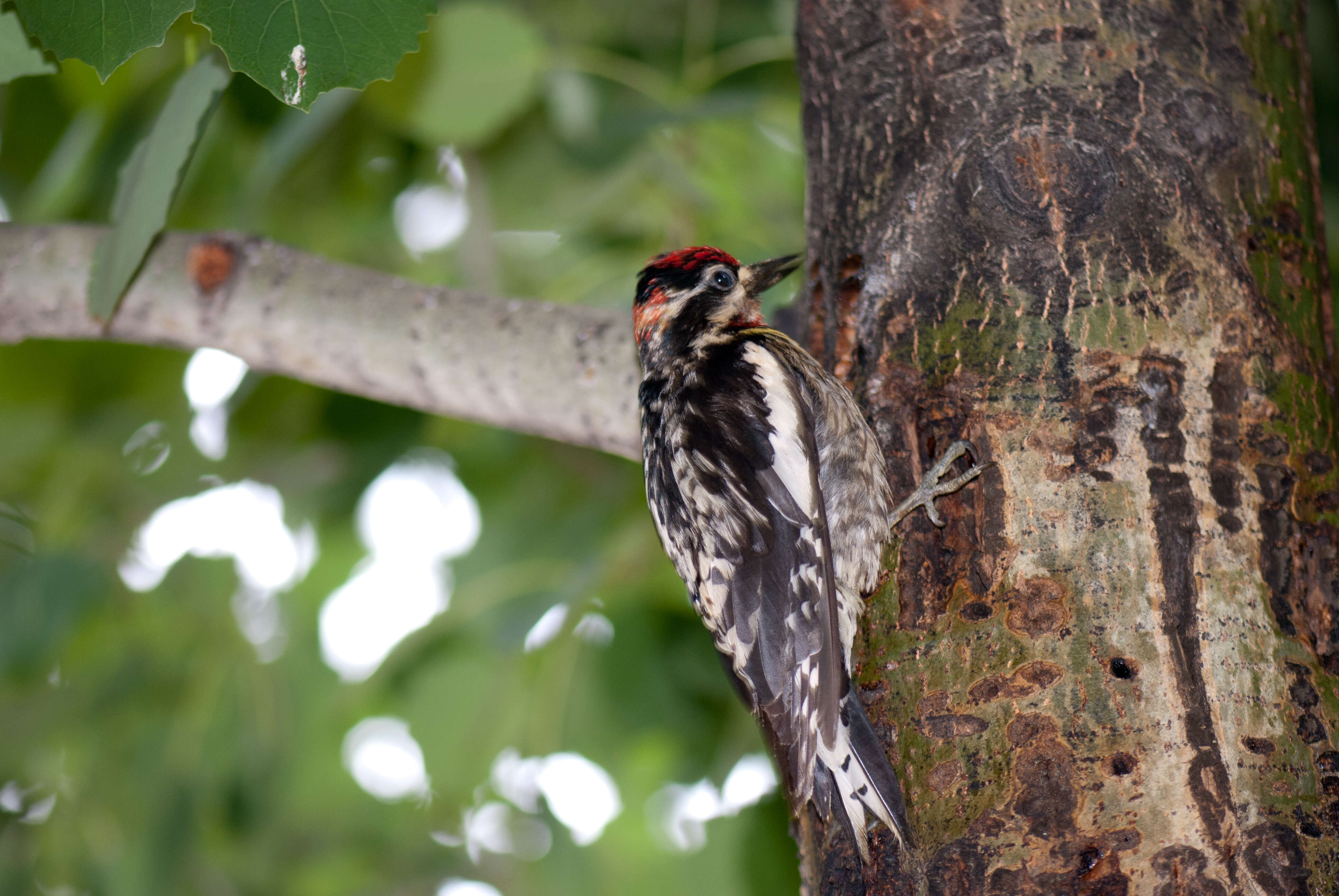 Image of Sapsucker