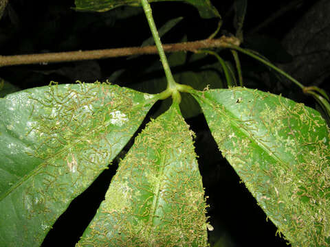 Image of Forchhammeria trifoliata Radlk. ex Millsp.