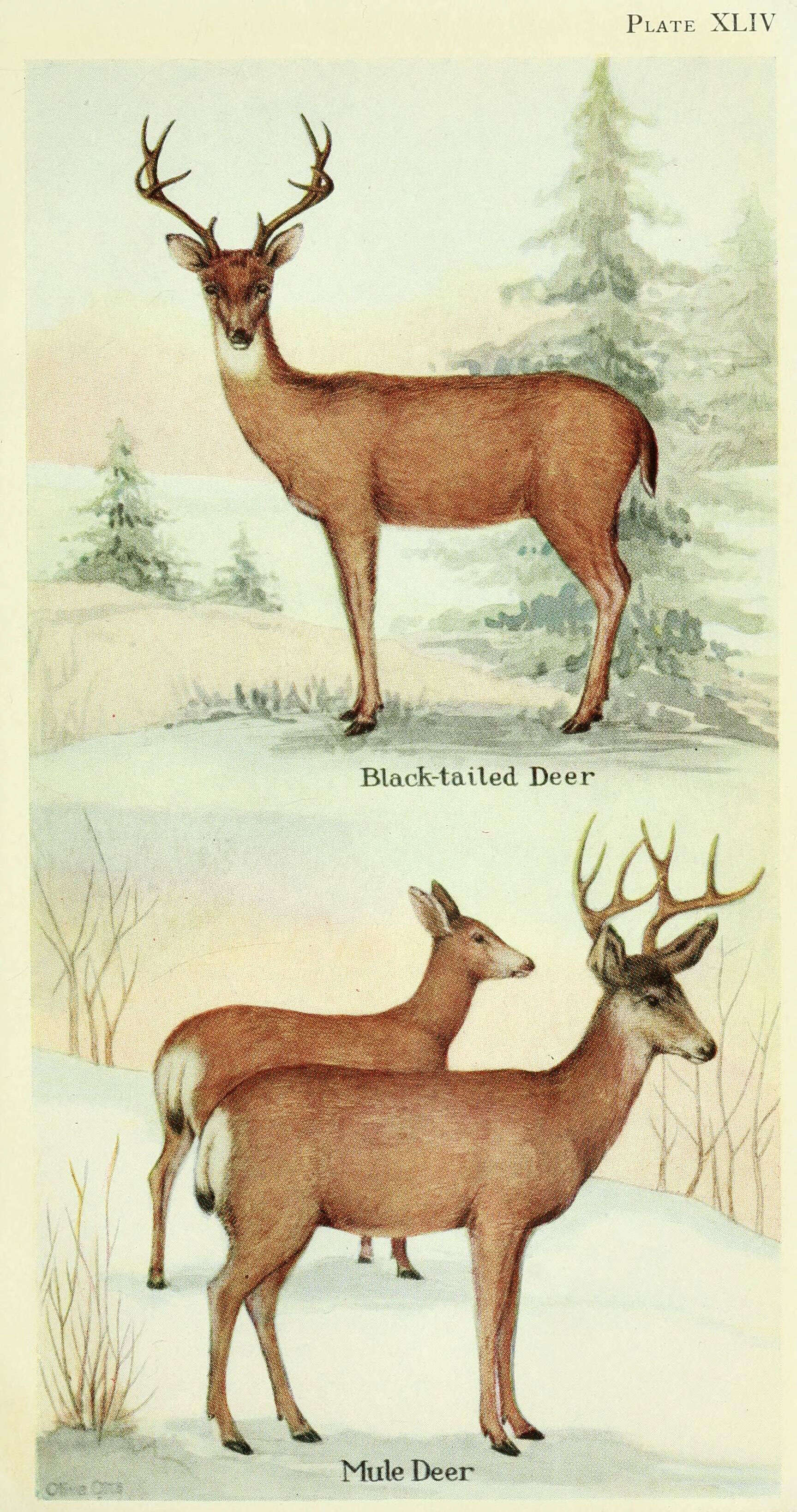 Image of mule deer and white-tailed deer