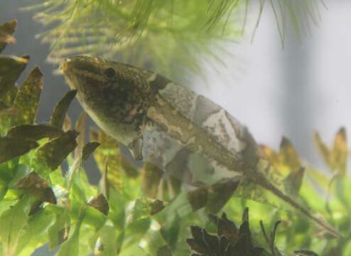 Image of Swimming Frogs