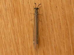 Image of Antlion