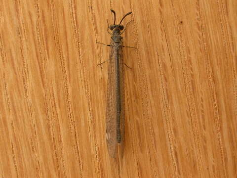 Image of Antlion