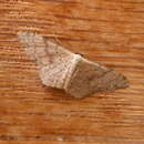 Image of Idaea halmaea Meyrick 1888