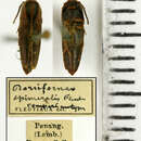 Image of Dorsifornax epimeralis