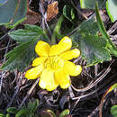 Image of Ranunculus praemorsus Kunth ex DC.