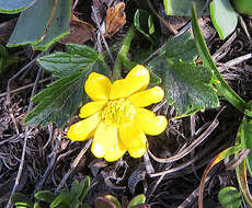 Image of Ranunculus praemorsus Kunth ex DC.