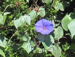 Image of Beach moonflower