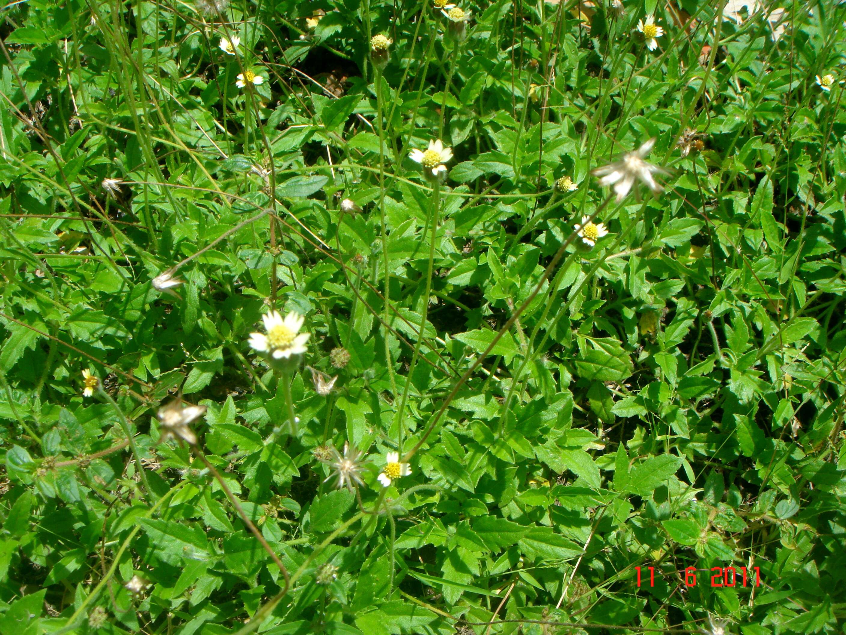 Image of tridax